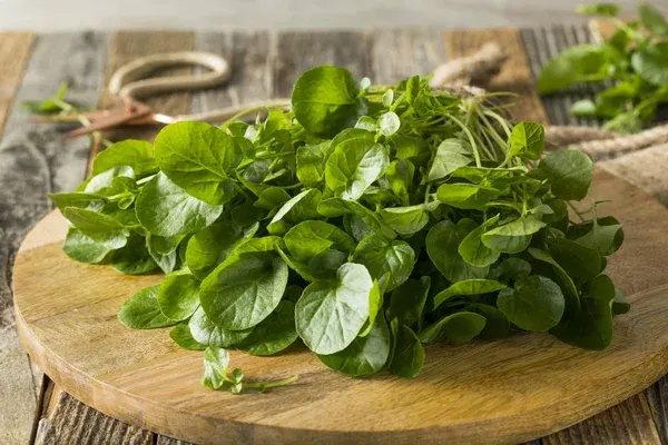 Em quanto tempo podemos colher o agrião plantado em casa?