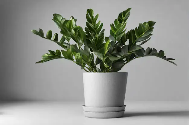 Zamioculcas em vaso sorbre a mesa, em um ambiente iluminado e aconchegante (2)