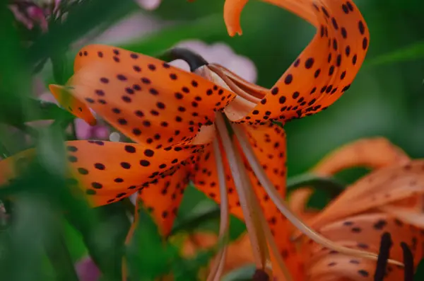 Como o lírio-tigre gosta de ser cuidado para que floresça de forma consistente