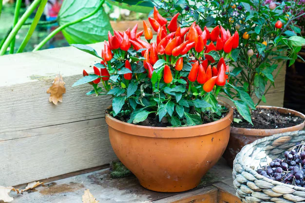 Como cultivar pimenta vermelha em vasos pequenos em 5 passos