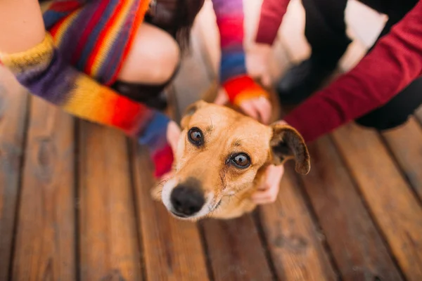 Como escolher o pet ideal para seu estilo de vida