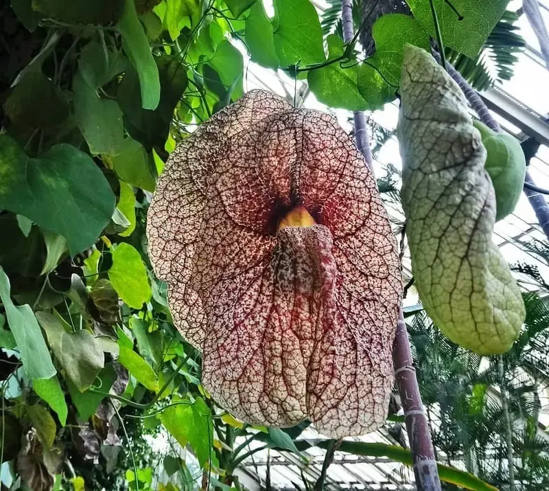 Flor Papo de Peru - Foto - happy.trees.and.me