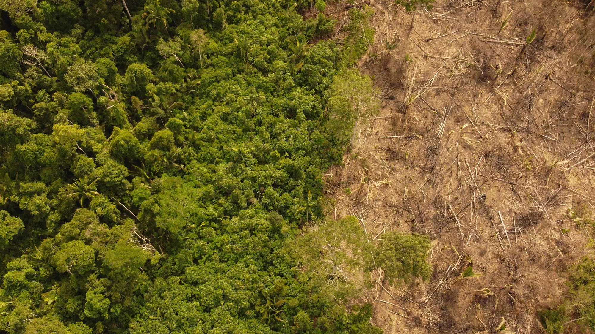 Grilagem em Rondônia (Foto: Ilustrativa/Alexandre Cruz Noronha/Amazônia Real)